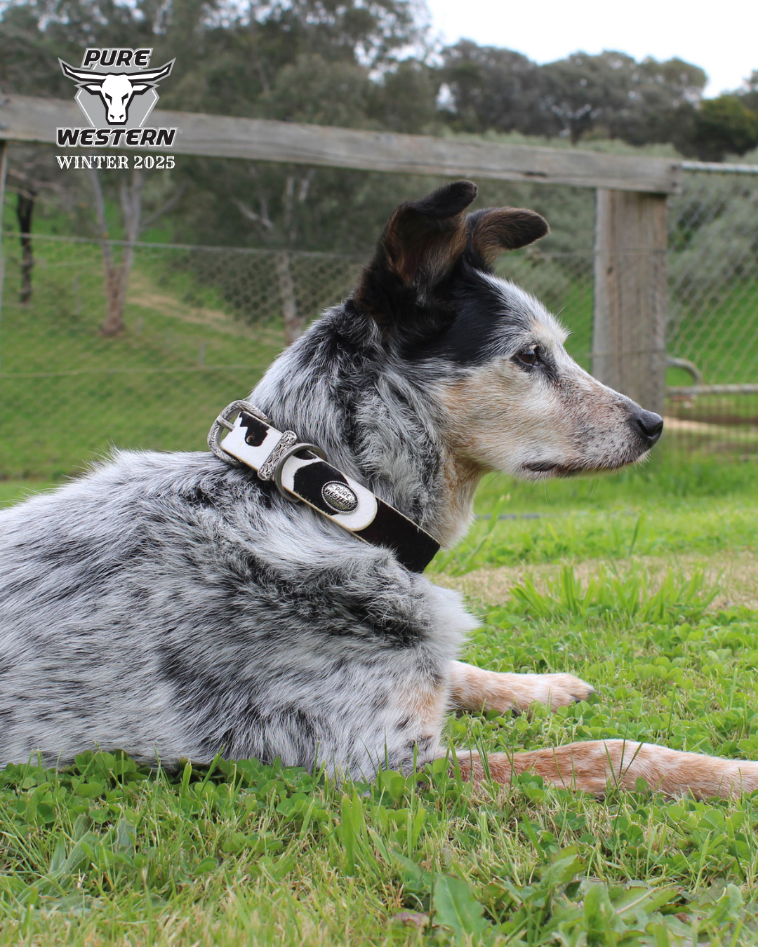 P5W2954CLR Pure Western Adelaide Dog Collar Black & White