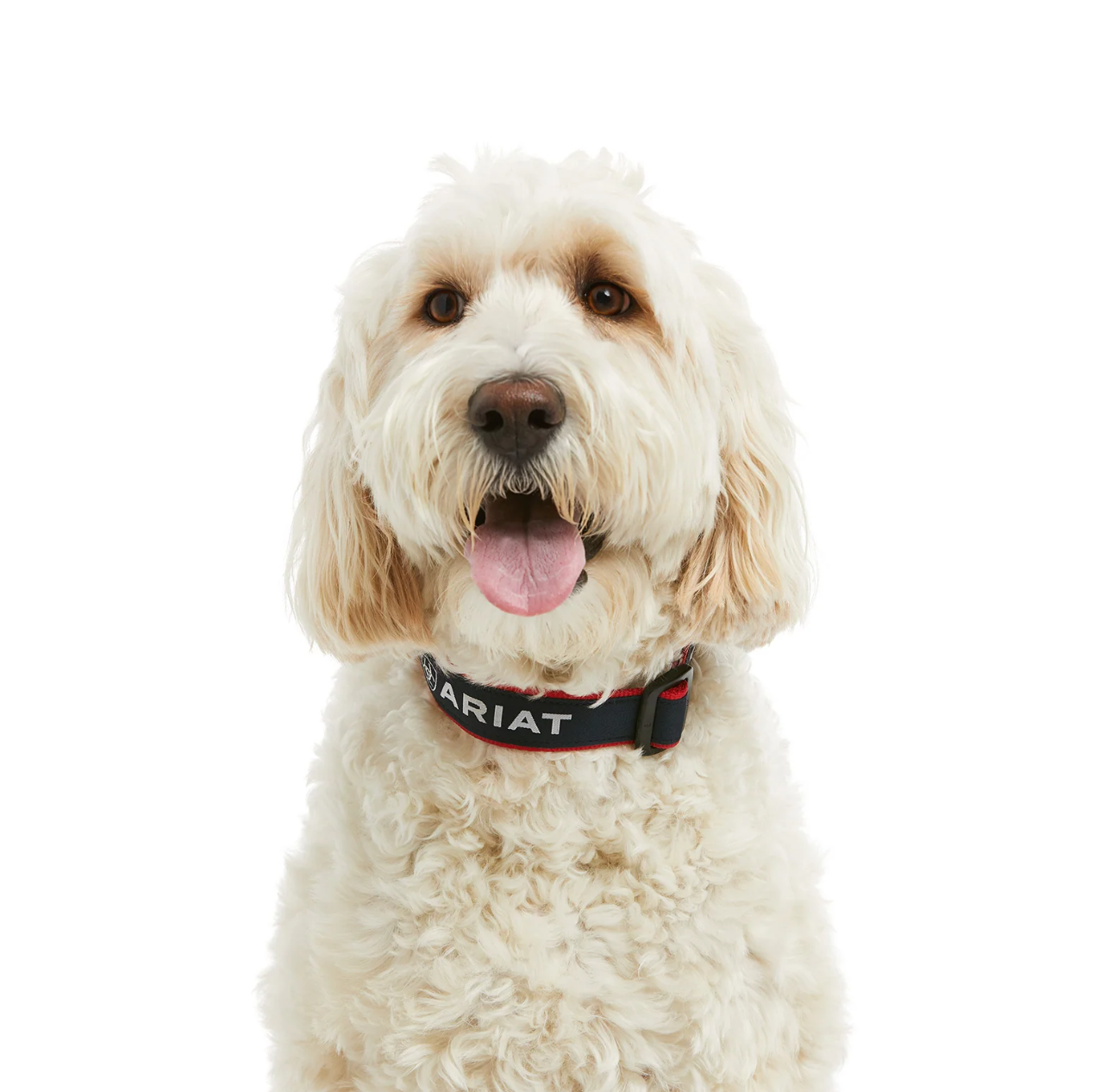 10036573 Ariat Dog collar team