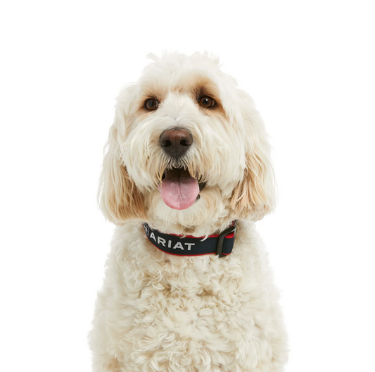 10036573 Ariat Dog collar team