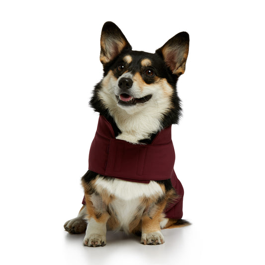 10038219 Ariat Team Softshell Dog Jacket Windsor Wine