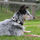 P5W2954CLR Pure Western Adelaide Dog Collar Black & White