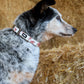 P6S2936CLR Pure Western Randy Dog Collar Pink