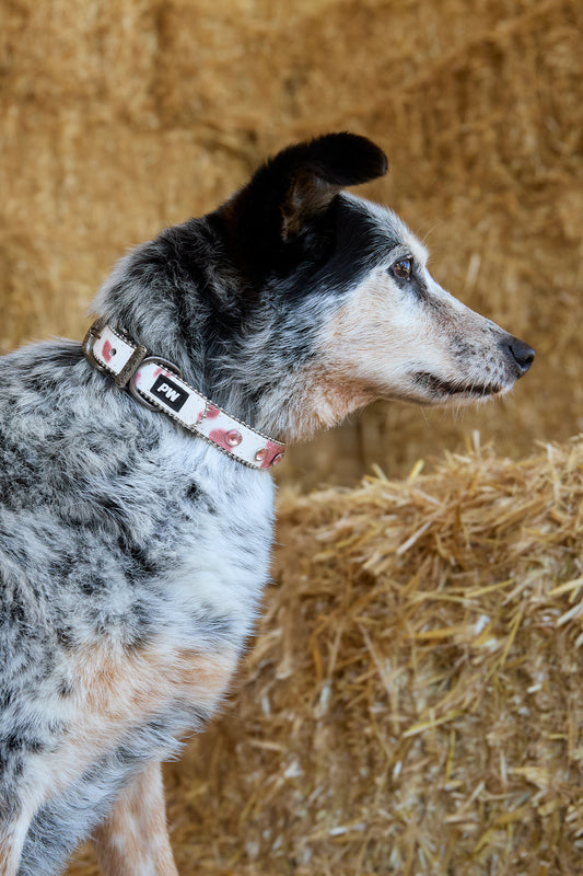P6S2936CLR Pure Western Randy Dog Collar Pink